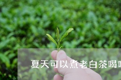 夏天可以煮老白茶喝吗/2023092897261