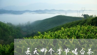 夏天哪个季节喝白茶/2023121816270