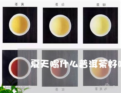 夏天喝什么普洱茶好吗/2023080250492