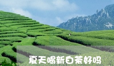 夏天喝新白茶好吗/2023061706151