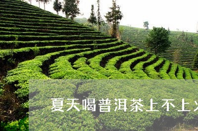 夏天喝普洱茶上不上火/2023100642804