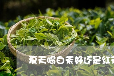 夏天喝白茶好还是红茶/2023092801828