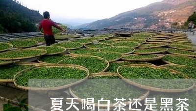 夏天喝白茶还是黑茶/2023081414827