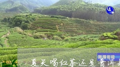 夏天喝红茶还是普洱好/2023061381825