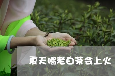 夏天喝老白茶会上火/2023081437460