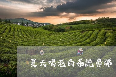 夏天喝老白茶流鼻涕/2023071788493