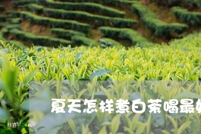 夏天怎样煮白茶喝最好/2023092850582