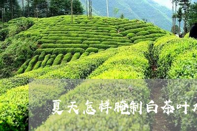 夏天怎样腌制白茶叶水喝/2023101675148