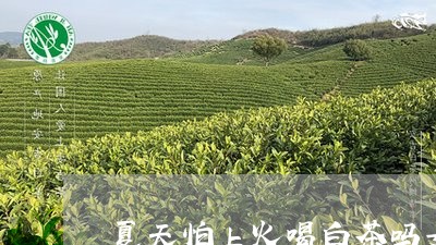 夏天怕上火喝白茶吗女性/2023101685078