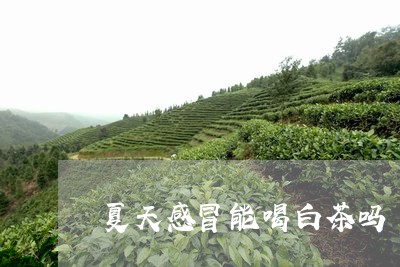 夏天感冒能喝白茶吗/2023081475947