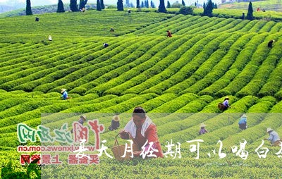 夏天月经期可以喝白茶吗/2023101662934