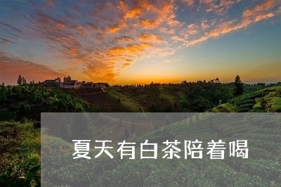 夏天有白茶陪着喝/2023061637592