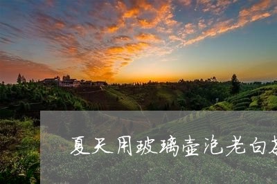 夏天用玻璃壶泡老白茶/2023092892926