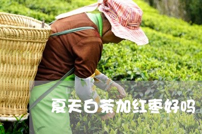 夏天白茶加红枣好吗/2023071723039