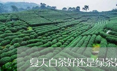 夏天白茶好还是绿茶好喝/2023101684837