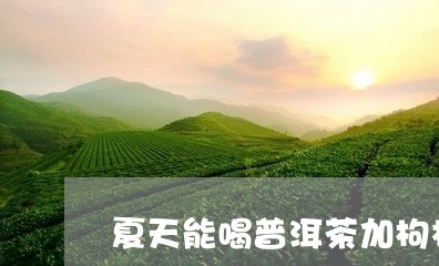 夏天能喝普洱茶加枸杞/2023093075060