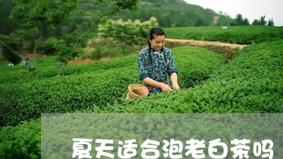 夏天适合泡老白茶吗/2023071664048