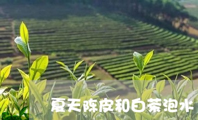 夏天陈皮和白茶泡水/2023121863925