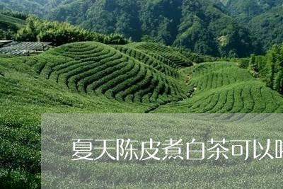 夏天陈皮煮白茶可以喝吗/2023101680684