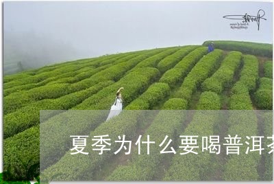 夏季为什么要喝普洱茶/2023100612726