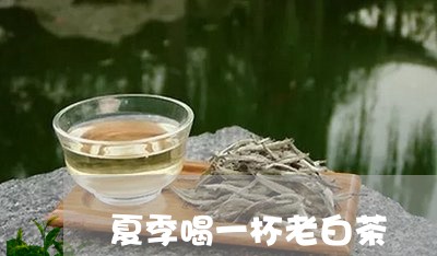 夏季喝一杯老白茶/2023061638379