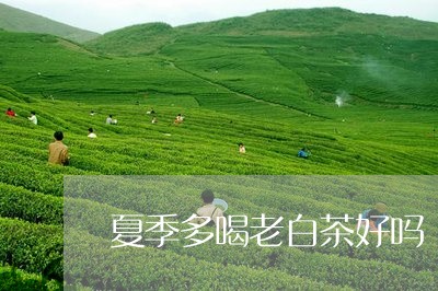 夏季多喝老白茶好吗/2023121893937