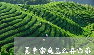 夏季家庭怎么存白茶/2023121879271