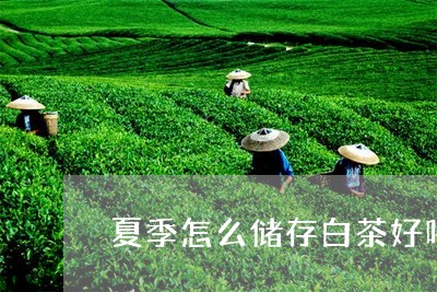 夏季怎么储存白茶好喝点/2023101627037