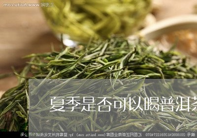 夏季是否可以喝普洱茶/2023100551491