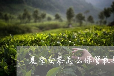 夏季白茶怎么保管最好的/2023101697381