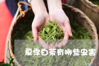 夏季白茶有哪些虫害/2023081446149