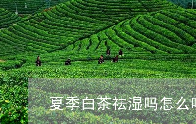 夏季白茶祛湿吗怎么喝好/2023101618572