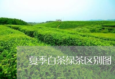 夏季白茶绿茶区别图/2023081449674