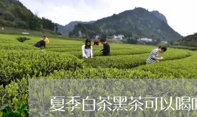 夏季白茶黑茶可以喝吗/2023092871836