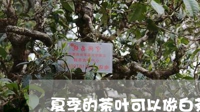 夏季的茶叶可以做白茶吗/2023101665926