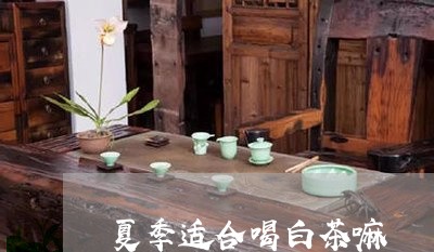 夏季适合喝白茶嘛/2023061622824