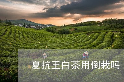 夏抗王白茶用倒栽吗/2023081485260