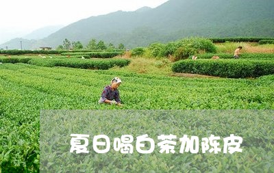 夏日喝白茶加陈皮/2023061691918