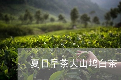 夏日早茶大山坞白茶/2023071602926