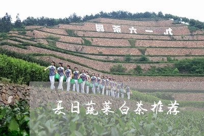 夏日蔬菜白茶推荐/2023092869372