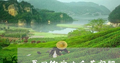 夏日饮安吉白茶视频/2023071613046