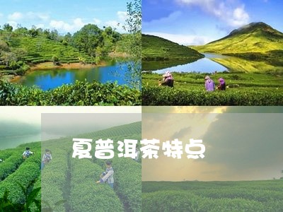 夏普洱茶特点/2023081891814