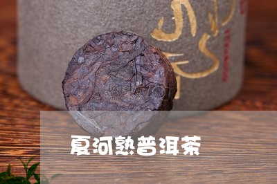 夏河熟普洱茶/2023091324725