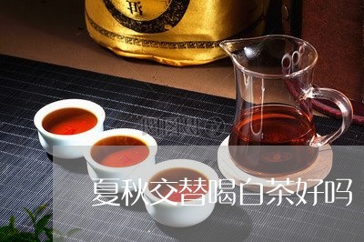 夏秋交替喝白茶好吗/2023121820592