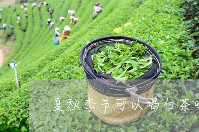 夏秋季节可以喝白茶吗/2023092865262