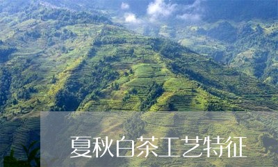 夏秋白茶工艺特征/2023061758460