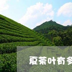 夏茶叶有多少种类介绍/2023061175939