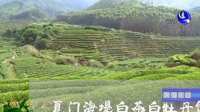 夏门海堤白茶白牡丹饼/2023120900835