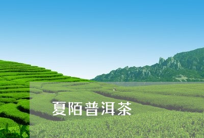 夏陌普洱茶/2023090534958