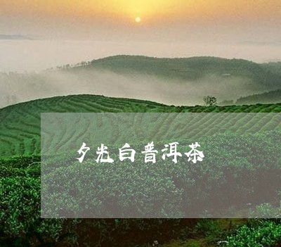 夕光白普洱茶/2023042716140